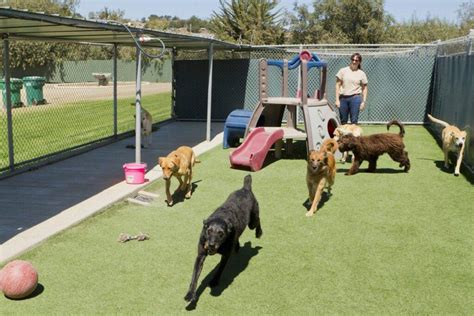 TOP 10 BEST Dog Boarding in Costa Mesa, CA